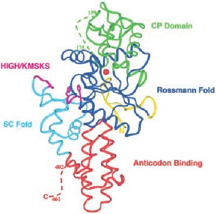 rossmann fold domain.